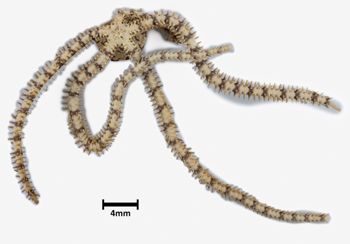 Media type: image;   Invertebrate Zoology OPH-3895 Description: Bottom up view of single ophiuroid specimen with a scale bar.;  Aspect: ventral1-Pano